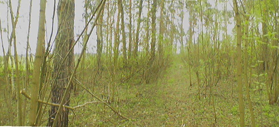 Чернігів з panoramio.com (ч.5) - Чернігів