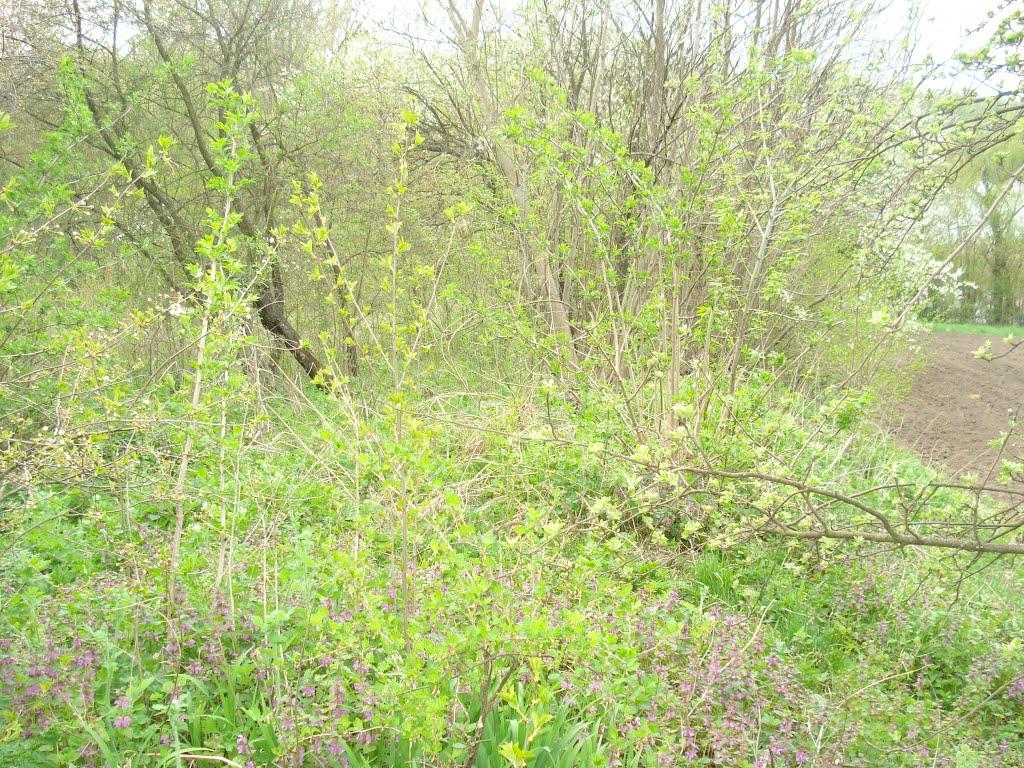 Хижня з panoramio.com - Хижня