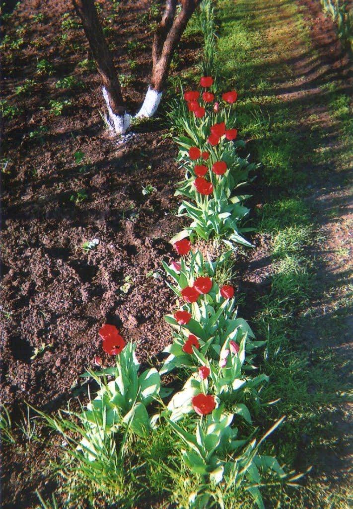 Жовтневе з panoramio.com - Жовтневое