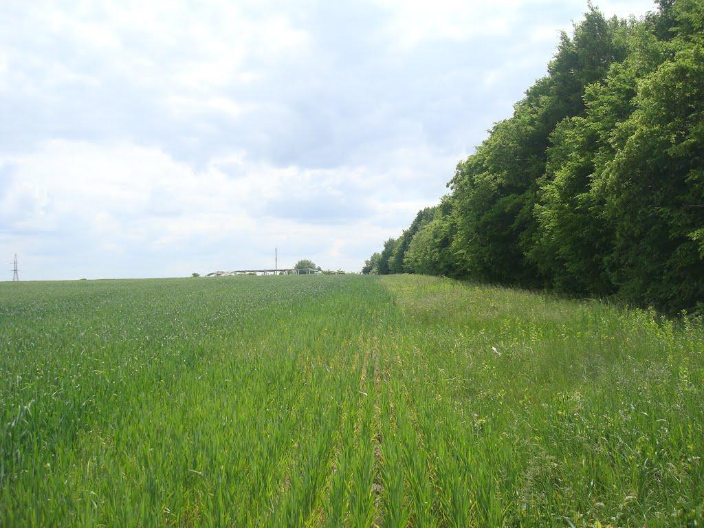 Ставчани з panoramio.com - Ставчаны