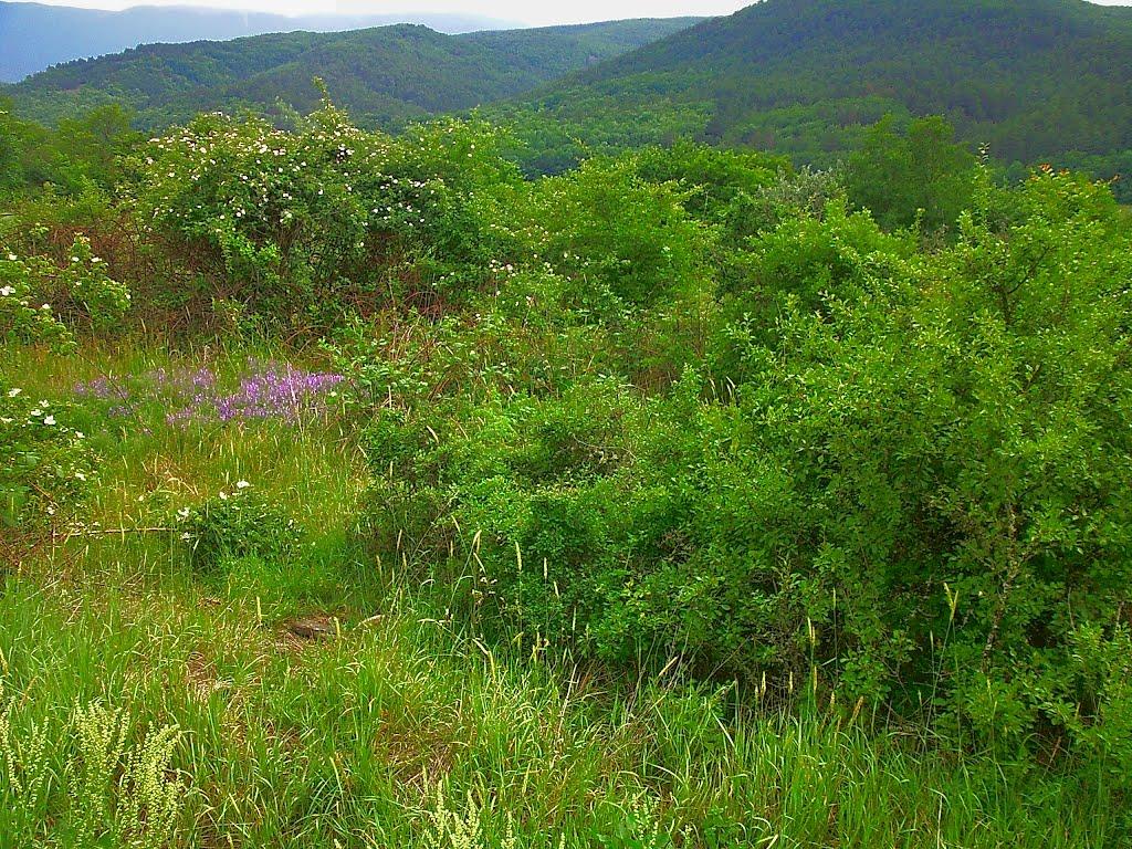 Щасливе з panoramio.com - Счастливое