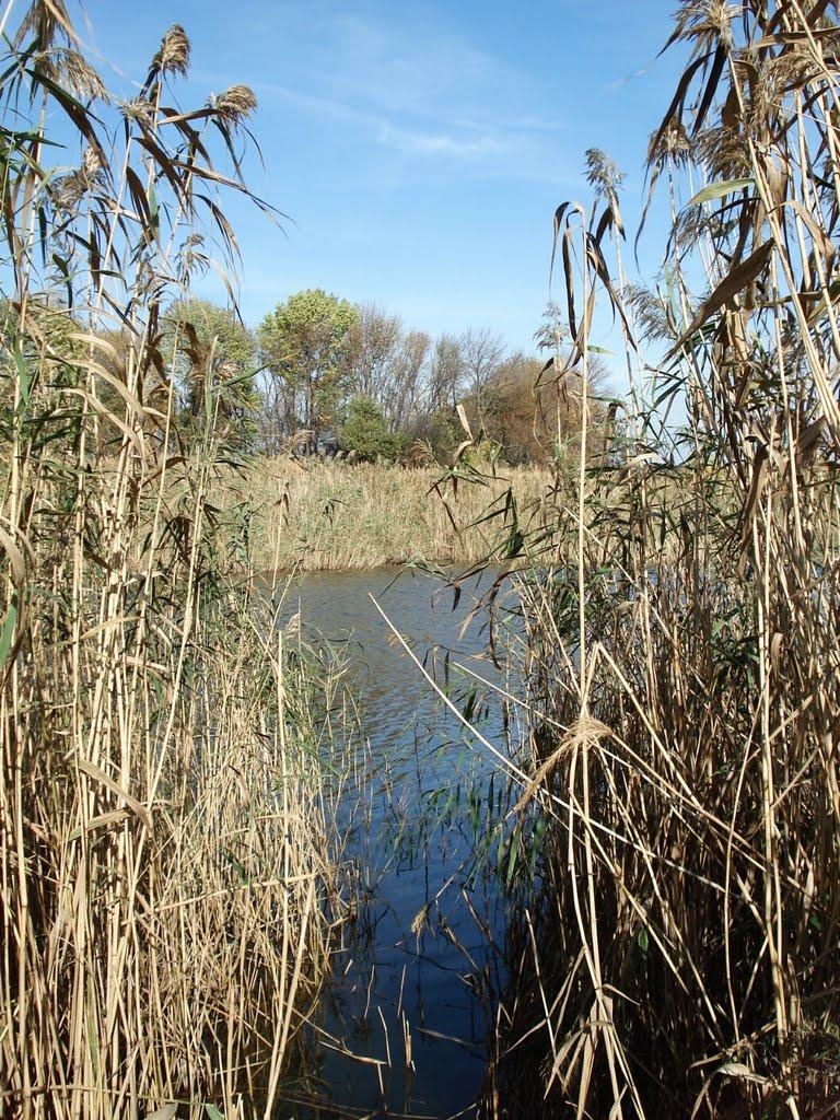 Кобзівка з panoramio.com - Кобзівка