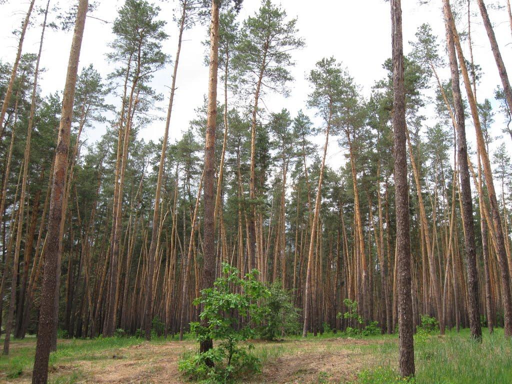 Кузьмине з panoramio.com - Кузьмино