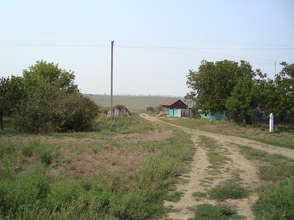 Весняна Квітка з panoramio.com - Весняна Квітка