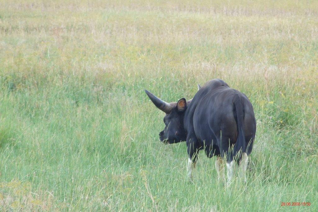 Іллінка з panoramio.com - Іллінка