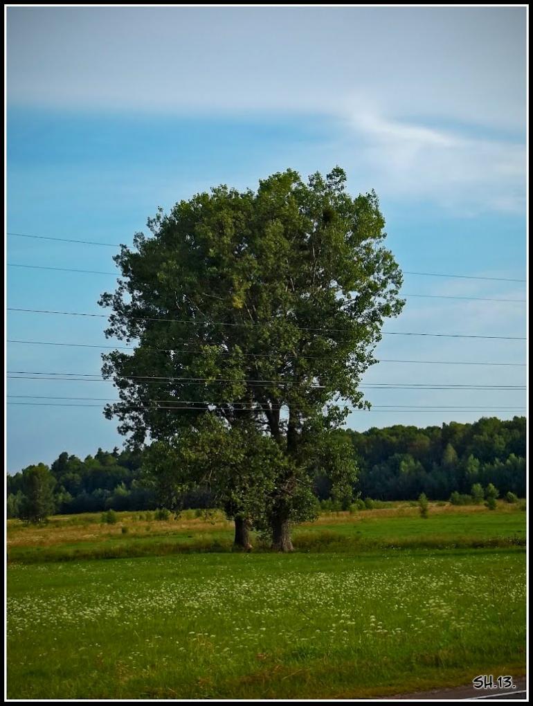 Три Копці з panoramio.com - Три Копцы