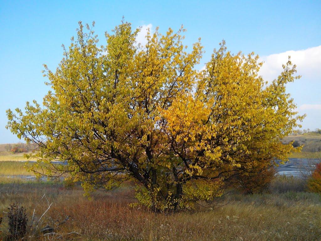 Придніпрянське з panoramio.com - Приднепрянское