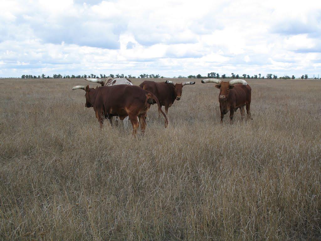 Іллінка з panoramio.com - Іллінка