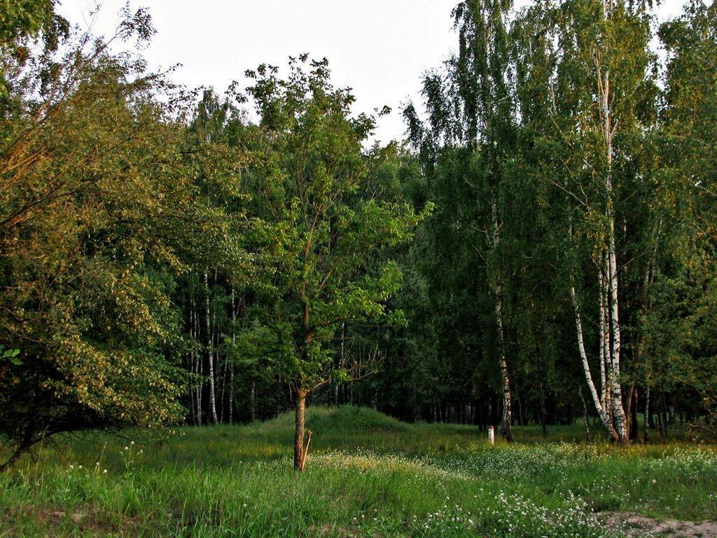 Пелюхівка з panoramio.com - Пелюхівка