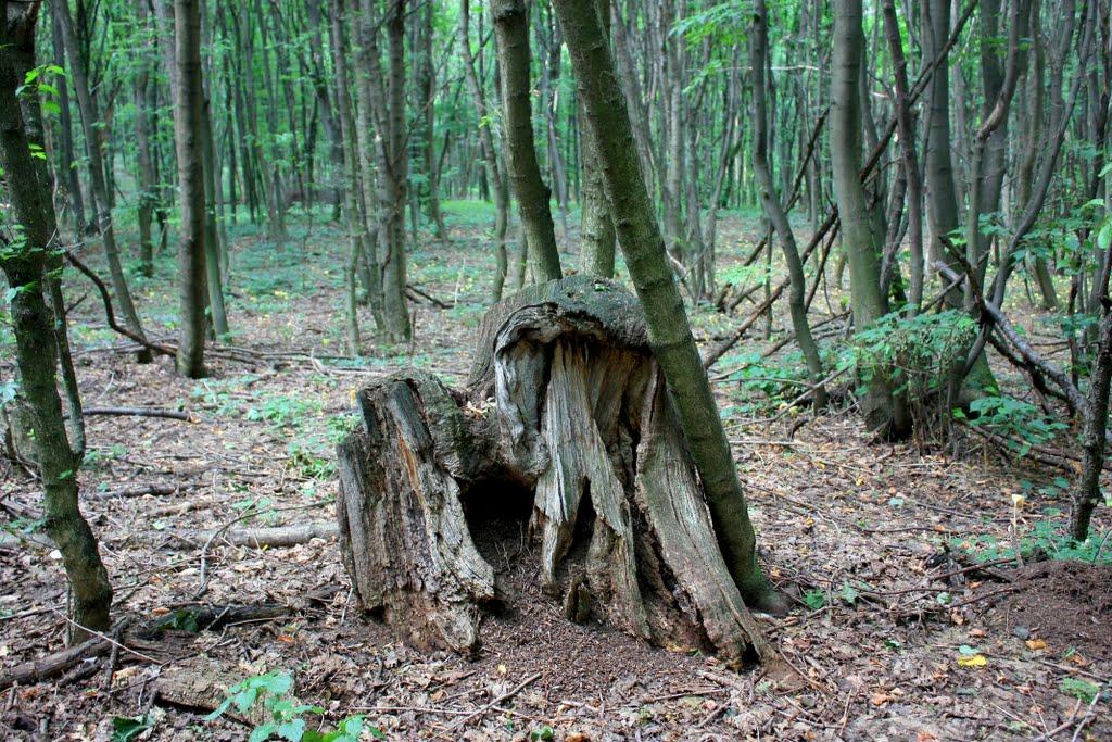 Григорівка з panoramio.com - Григорівка