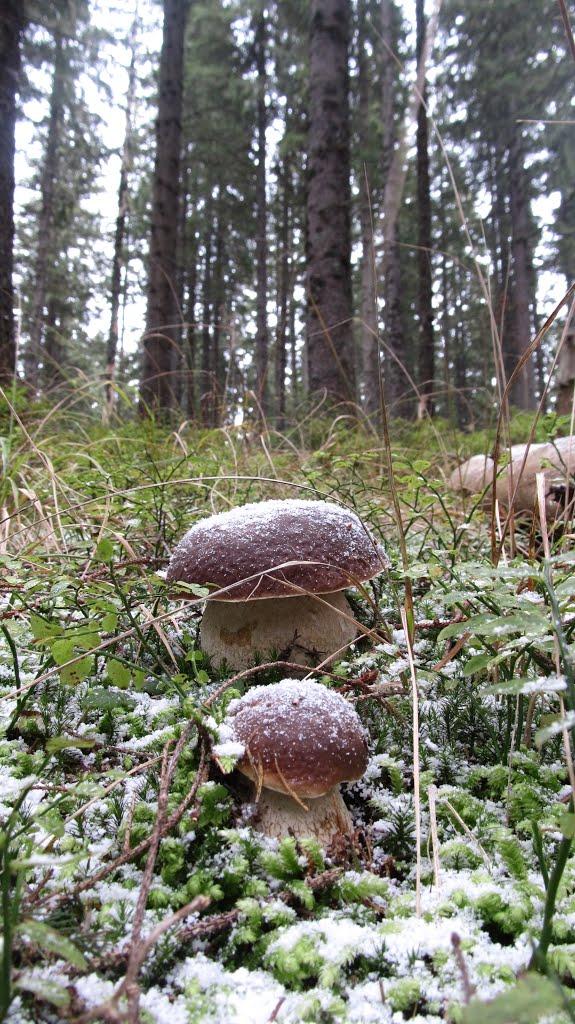 Мислівка з panoramio.com