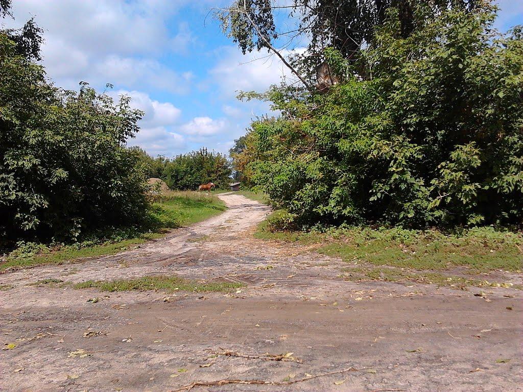 Шестакове з panoramio.com - Шестаково