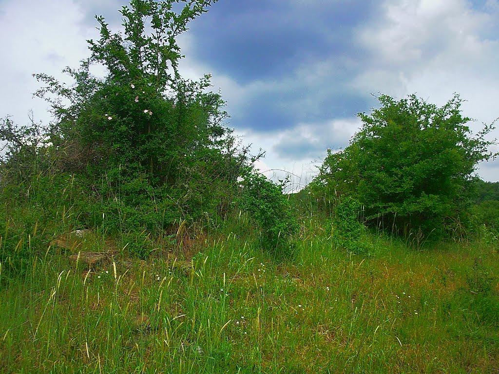 Щасливе з panoramio.com - Schaslyve