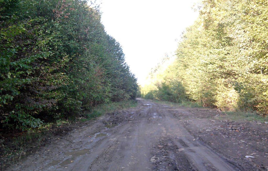 Синиця з panoramio.com - Синица