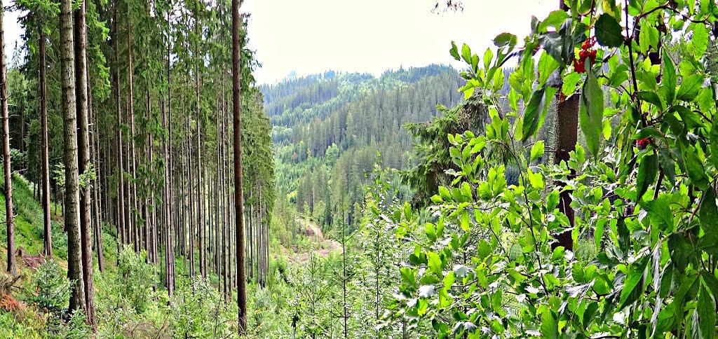Береги з panoramio.com - Береги