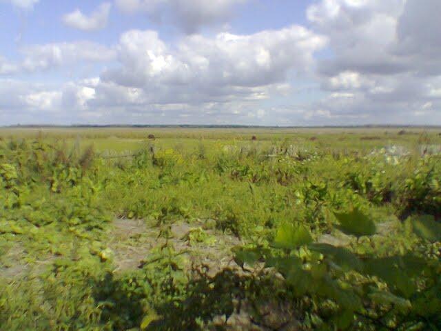 Дроздні з panoramio.com - Дроздни