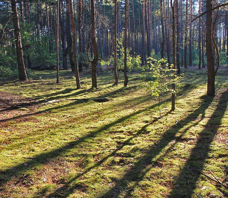 Озерці з panoramio.com - Озерці