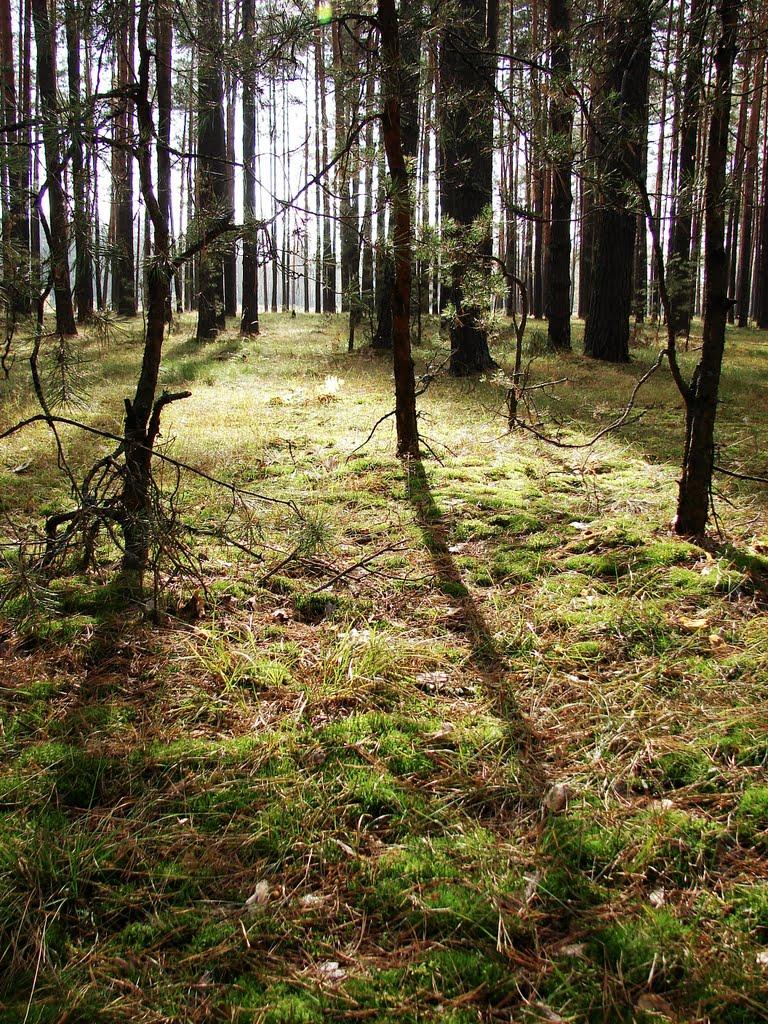 Шаболтасівка з panoramio.com - Шаболтасівка