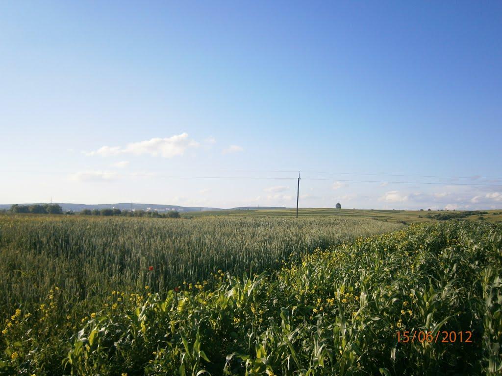 Берездівці з panoramio.com - Берездівці