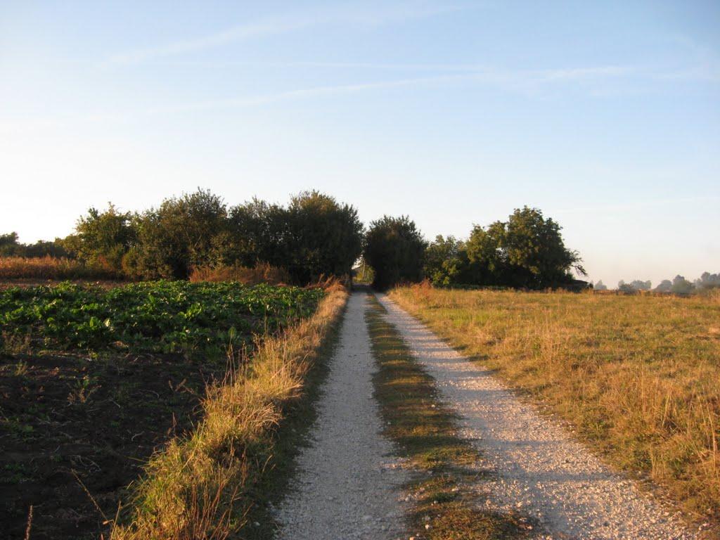 Рідкодуби з panoramio.com - Ridkoduby