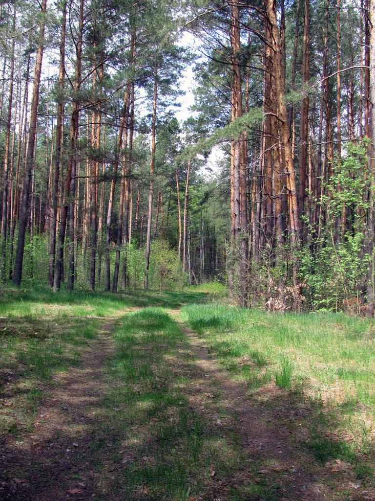 Полянка з panoramio.com - Полянка