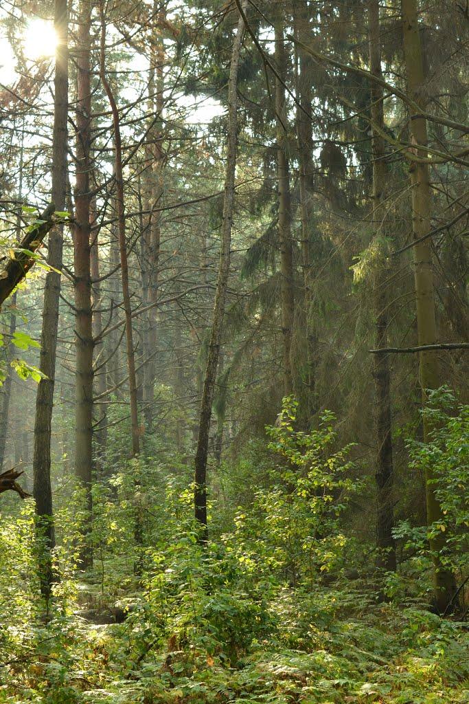 Глібівка з panoramio.com - Глібівка