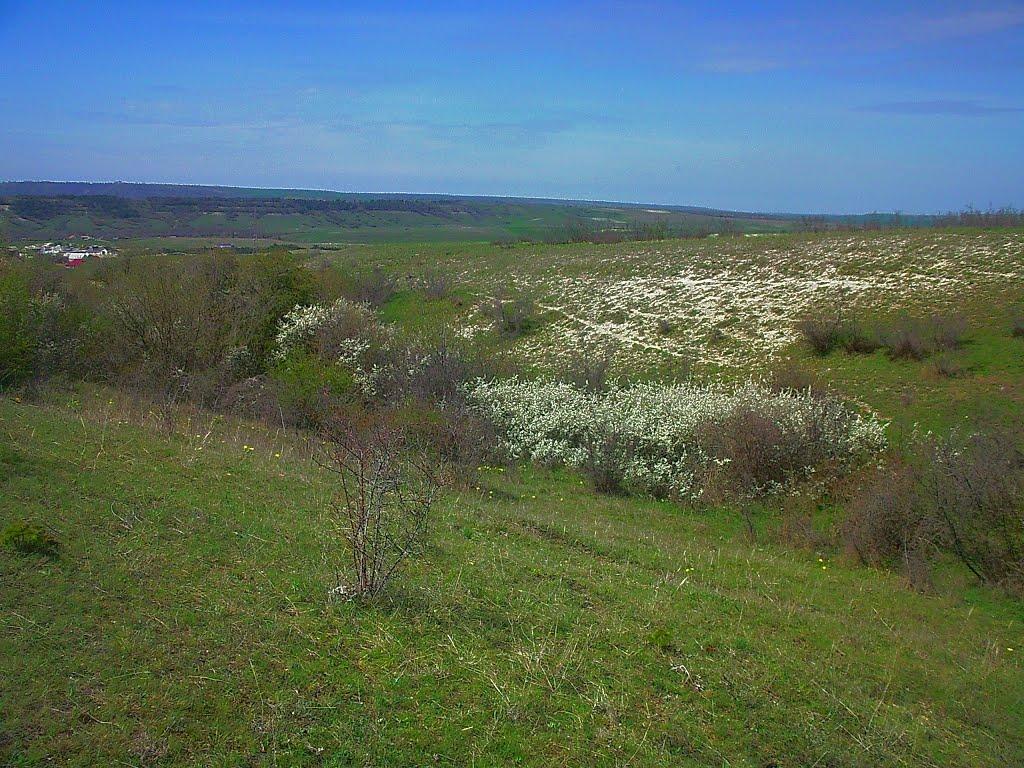 Приятне Свідання з panoramio.com - Приятне Свідання
