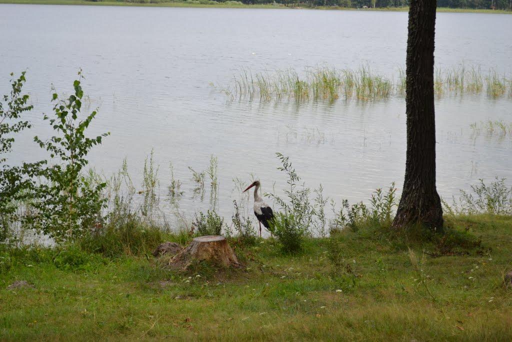 Королівка з panoramio.com - Korolivka