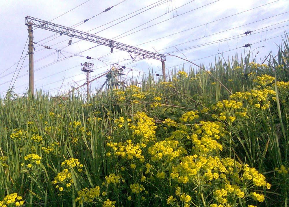 Сухоліси з panoramio.com - Сухолесы