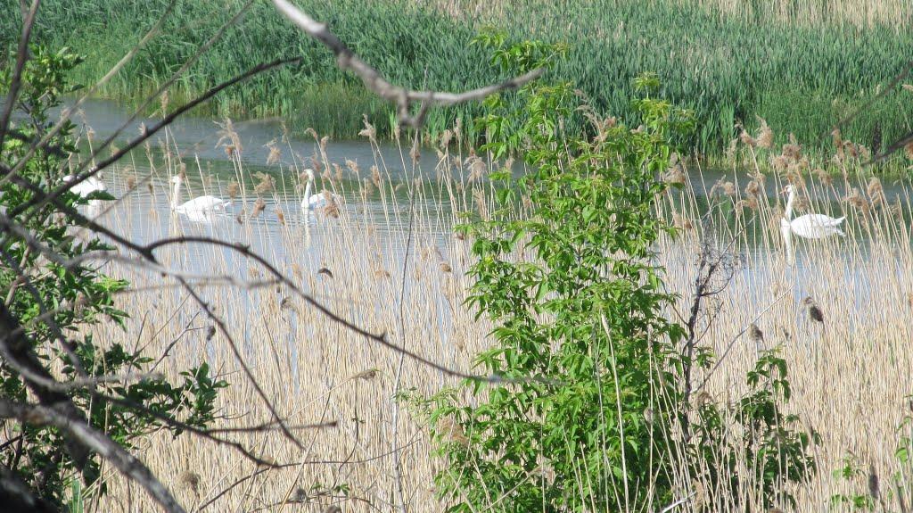 Шушвалівка з panoramio.com - Шушвалівка