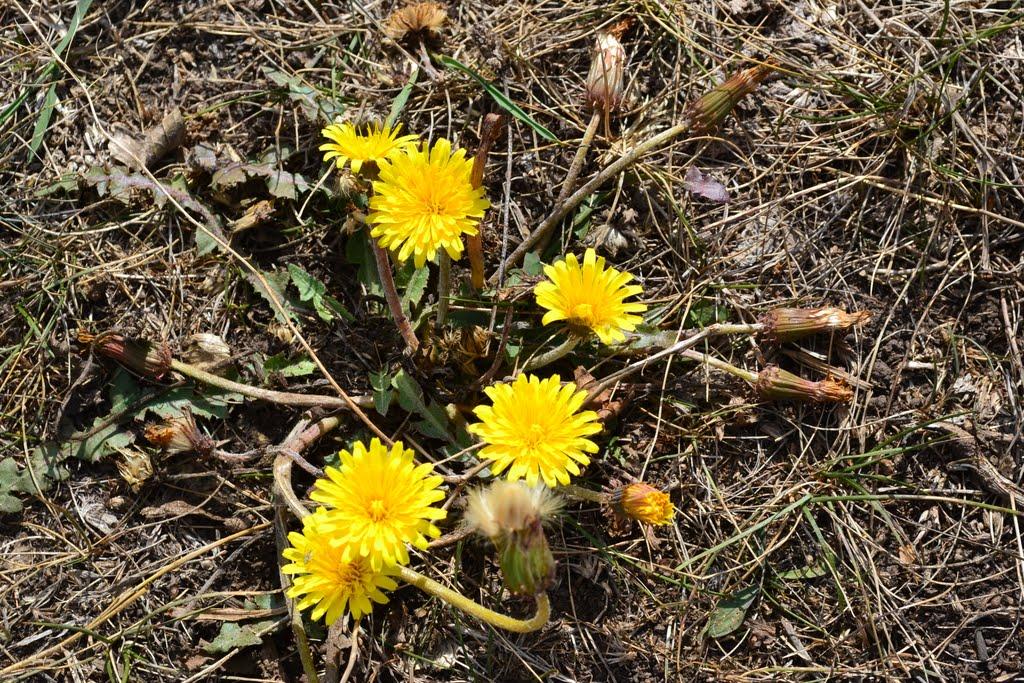 Новомлинівка з panoramio.com - Новомлинівка