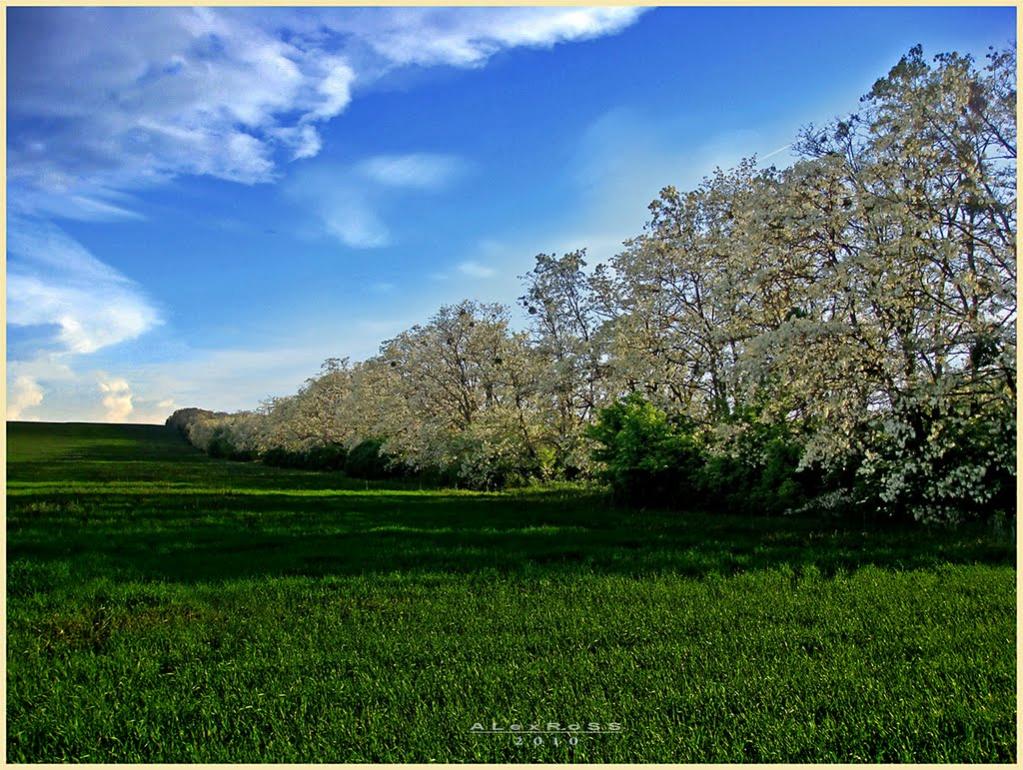 Пролетарське з panoramio.com - Пролетарське