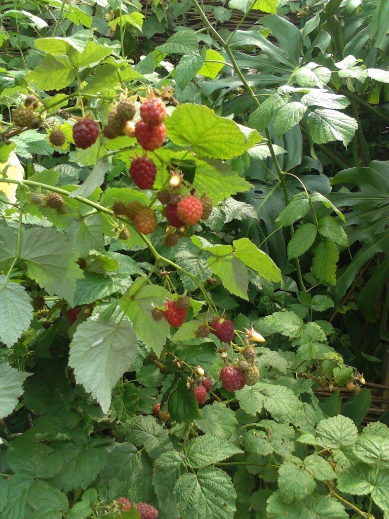 Дядьковичі з panoramio.com - Дядьковичи