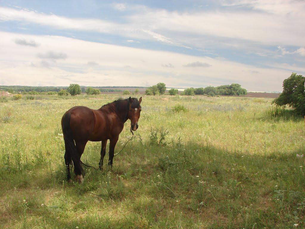 Новий Донбас з panoramio.com - Новый Донбасс
