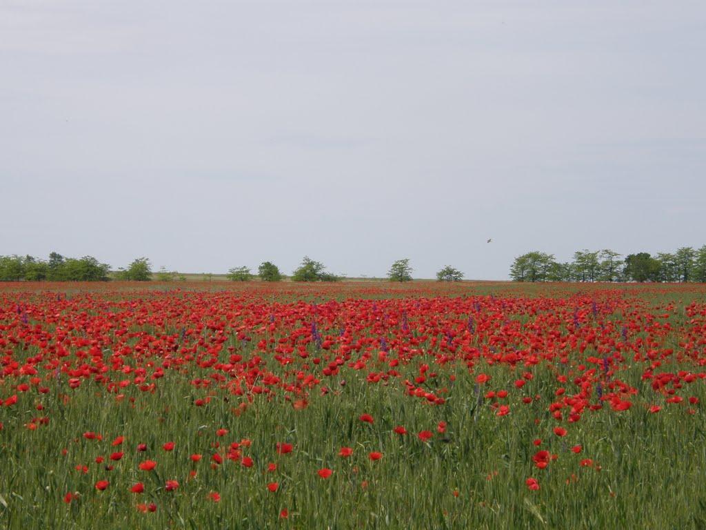 Окунівка з panoramio.com - Окуневка