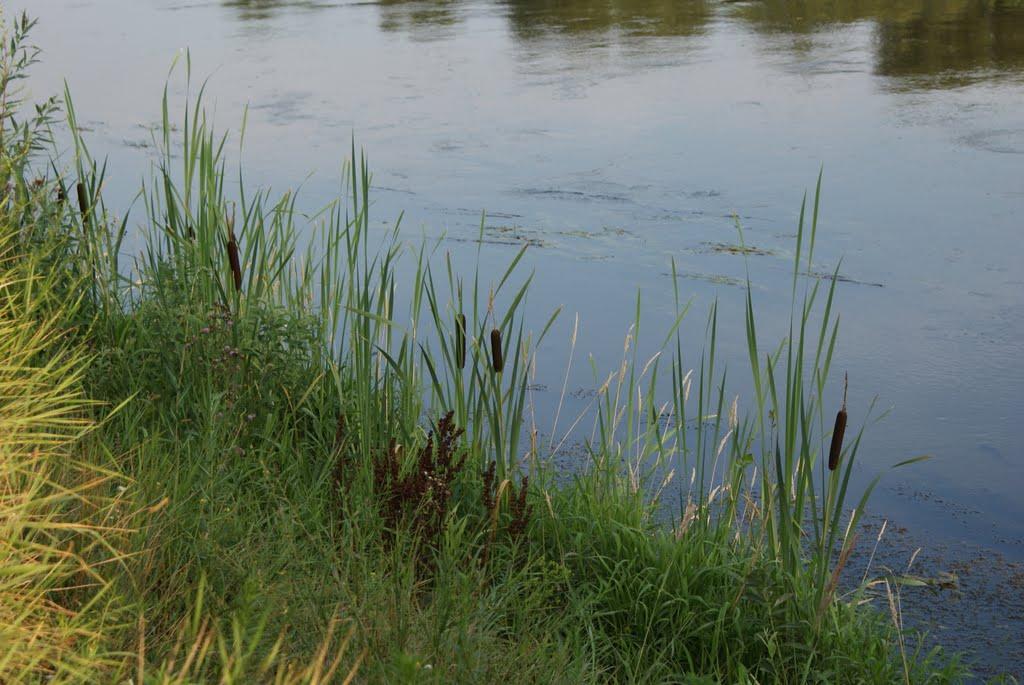 Чемерпіль з panoramio.com - Чемерполь