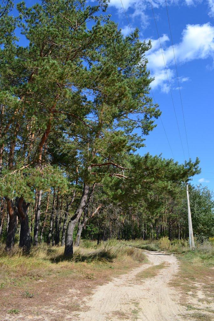 Марківці з panoramio.com - Марковцы