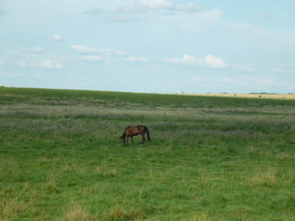 Майорщина з panoramio.com - Майорщина