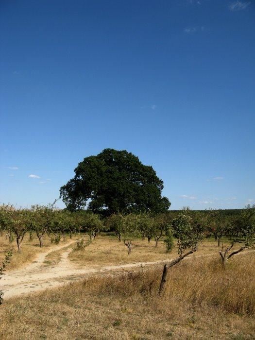 Білогірськ з panoramio.com - Білогірськ