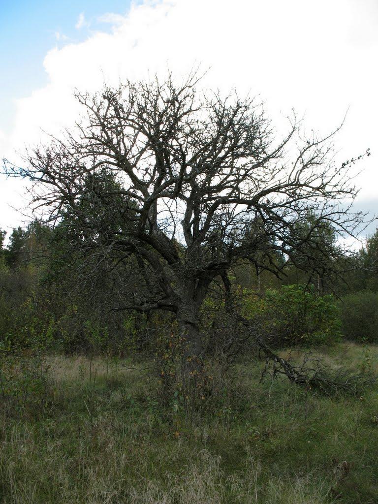 Три Копці з panoramio.com - Три Копцы