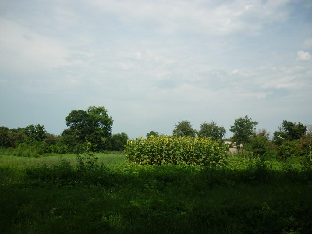 Майорщина з panoramio.com - Майорщина