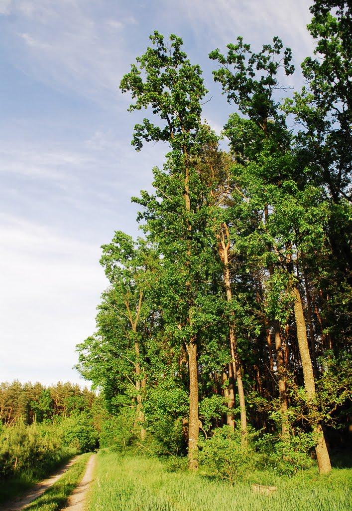 Сухоліси з panoramio.com - Sukholisy