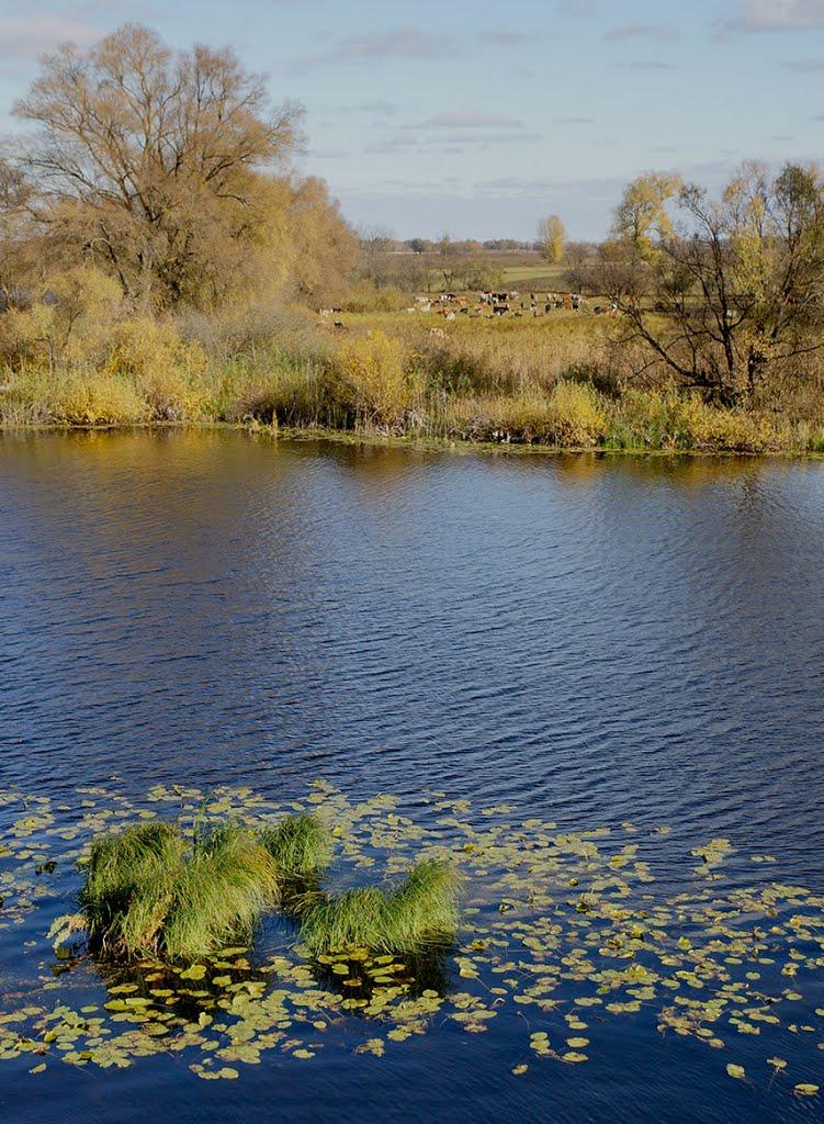 Карпилівка з panoramio.com - Карпилівка