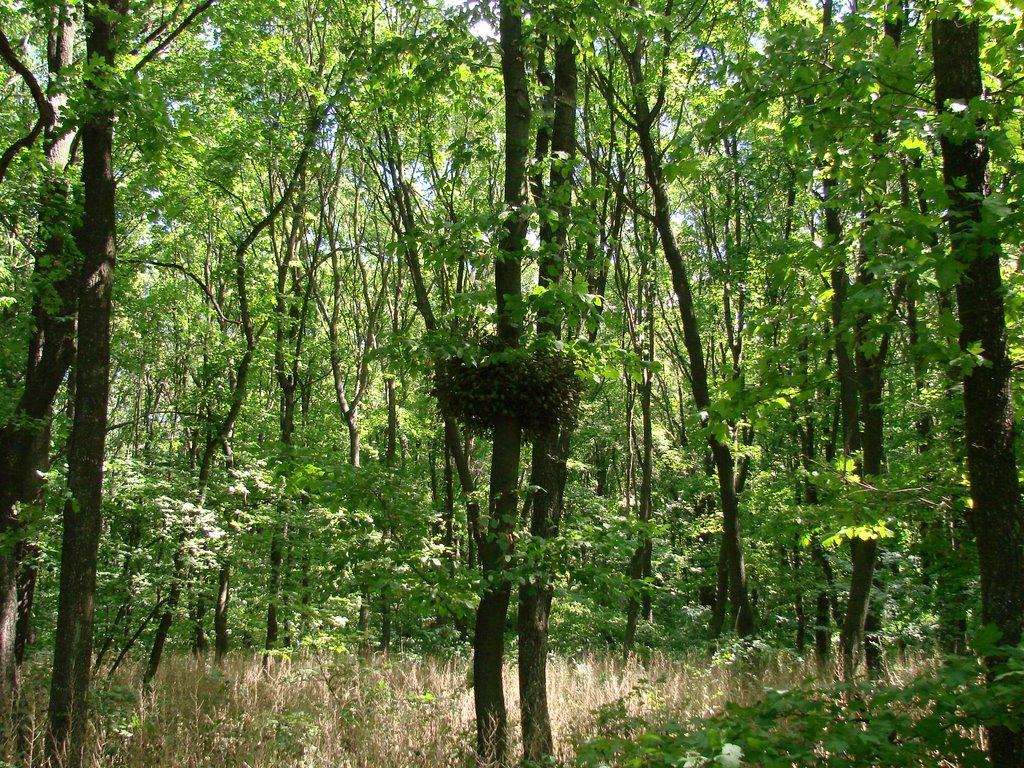 Підлісне з panoramio.com - Підлісне