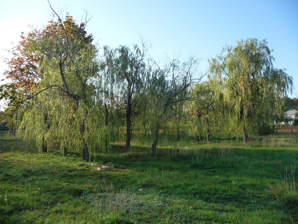 Бабаї з panoramio.com - Babayi