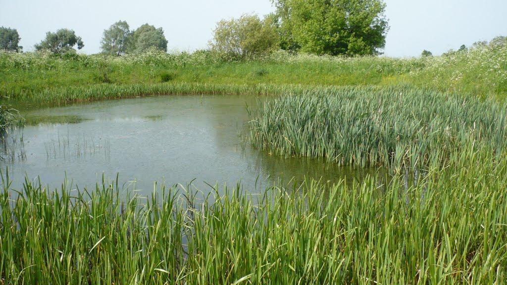 Комарівка з panoramio.com - Комаровка