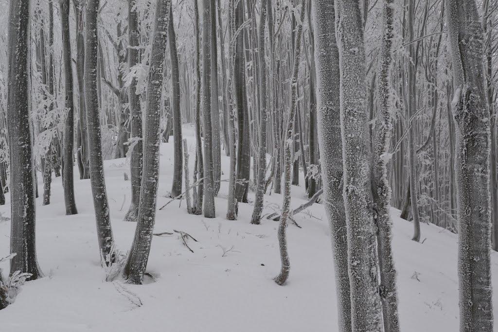 Сорокове з panoramio.com - Сороково