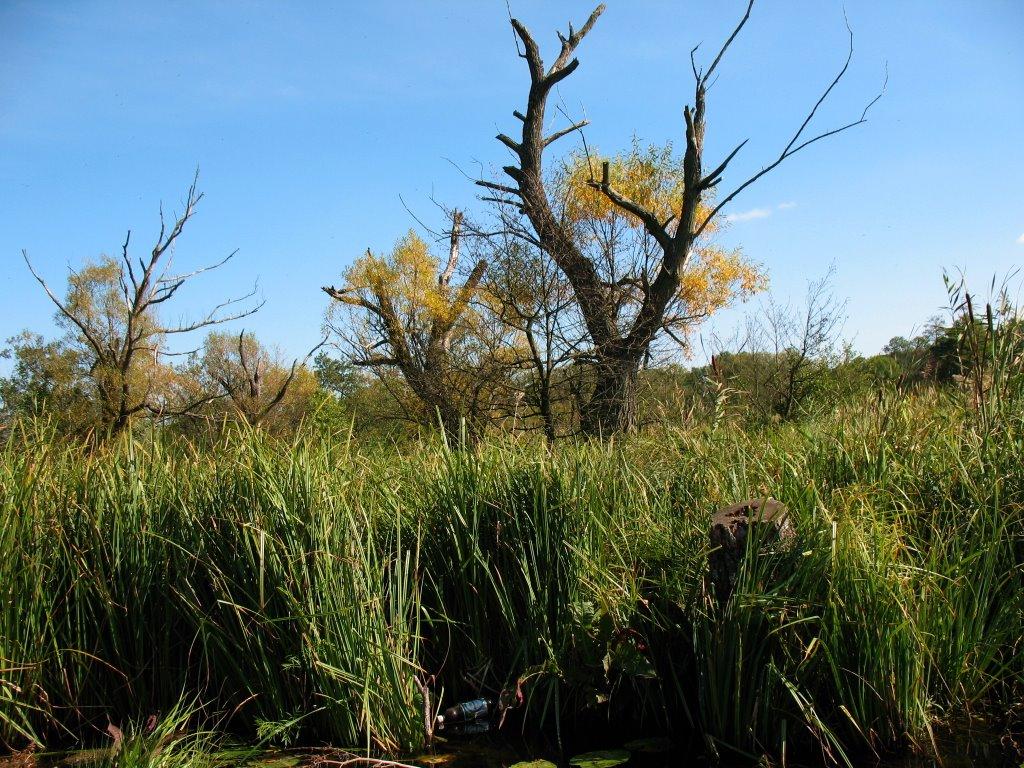 Івачів Горішній з panoramio.com