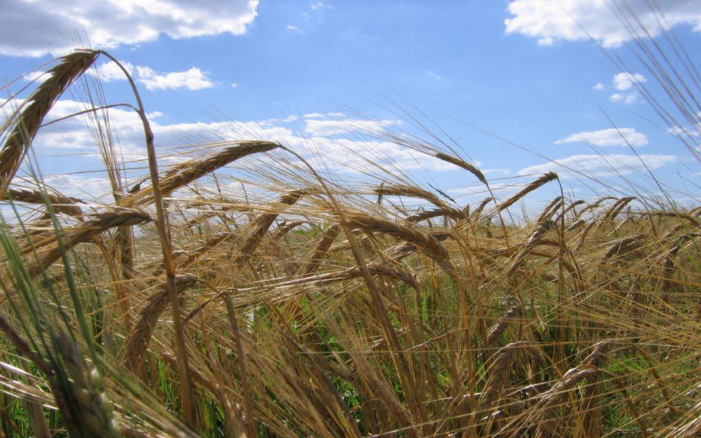 Миколаївка з panoramio.com - Миколаївка