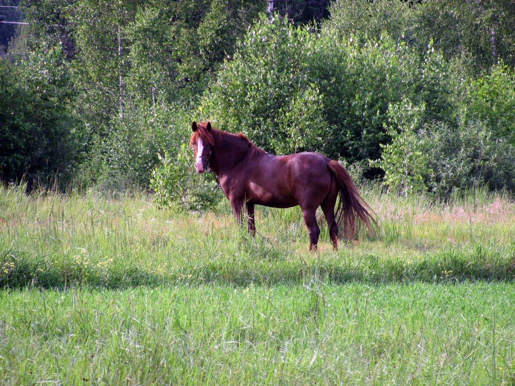 Полянка з panoramio.com - Полянка